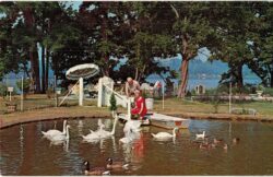 Chrome Postcard.  Great Oak Lodge and Yacht Club, Chestertown, Maryland.  Mr and Mrs Frank Russell feed swans, ducks and geese. 1966.