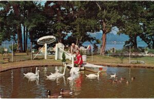Chrome Postcard. Great Oak Lodge and Yacht Club, Chestertown, Maryland. Mr and Mrs Frank Russell feed swans, ducks and geese. 1966.