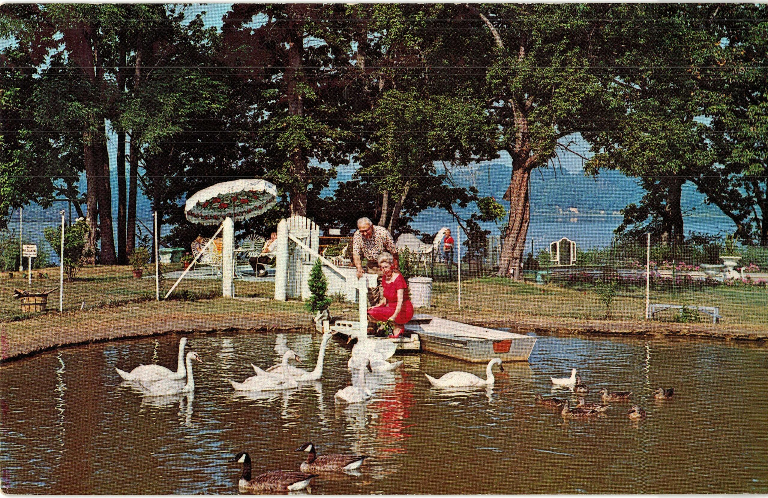 Chrome Postcard. Great Oak Lodge and Yacht Club, Chestertown, Maryland. Mr and Mrs Frank Russell feed swans, ducks and geese. 1966.