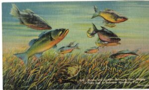 Linen postcard.  Marine life as seen through port holes of photo sub, Rainbow Springs, Florida.