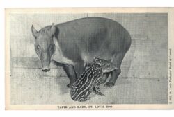 Chrome postcard.  Edne, South American Tapir and baby, St Louis Zoo, Missouri.  1942.
