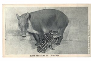 Chrome postcard.  Edne, South American Tapir and baby, St Louis Zoo, Missouri.  1942.