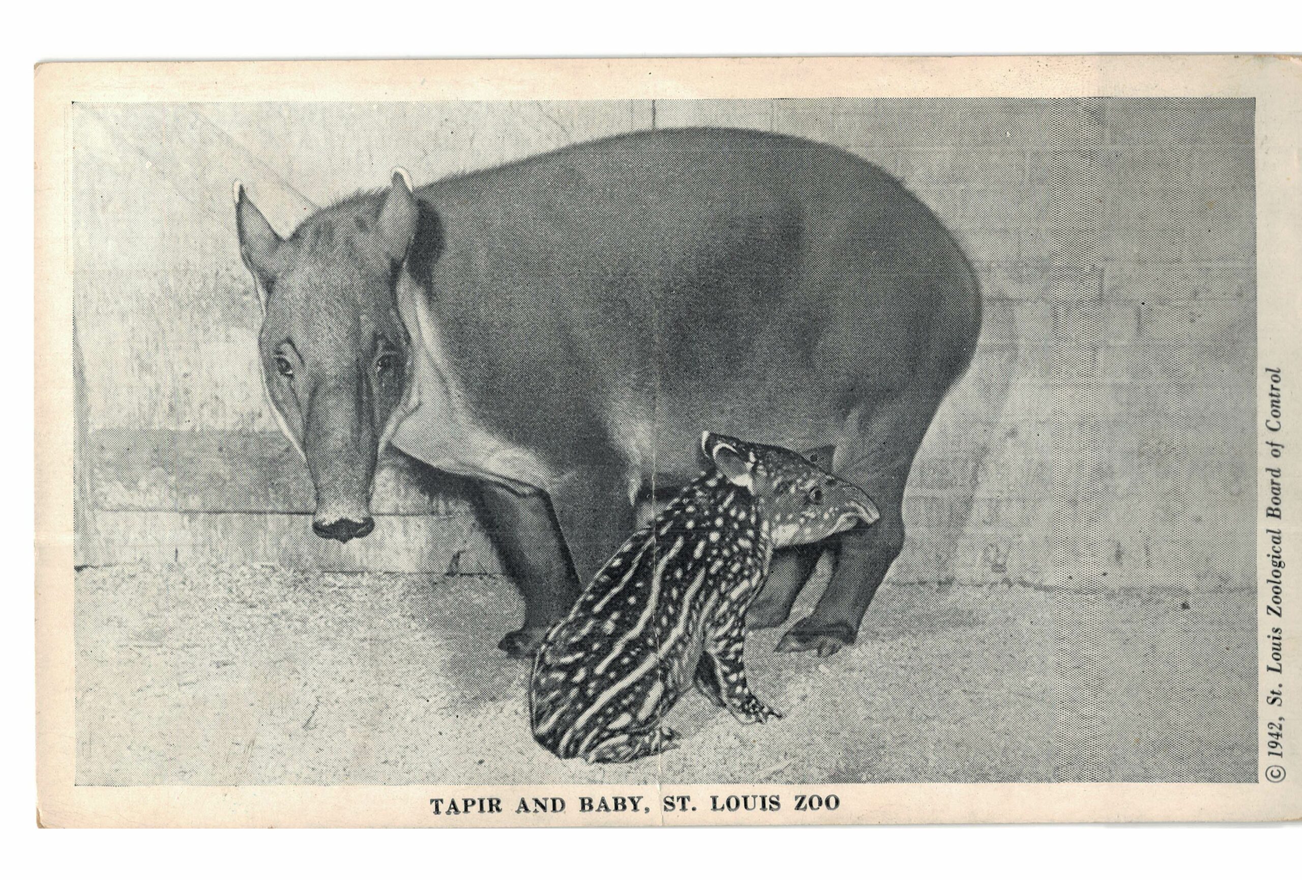 Chrome postcard. Edne, South American Tapir and baby, St Louis Zoo, Missouri. 1942.